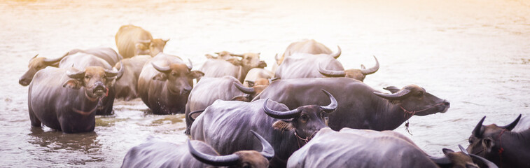 African buffalo attacked by crocodiles in Kruger National Park, South Africa; Specie Syncerus...