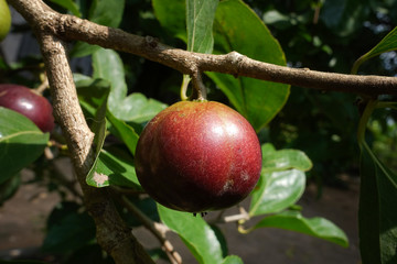 Flacourtia indica , Ramontchi tree have fruit Beautiful, sweet taste.