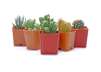 Group of Cactus in pot isolated on white background. Potted ornamental plants for absorb electromagnetic radiation from computer in office, ecosystem friendly office and healthy environment concepts. 