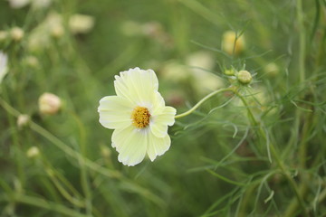 コスモス