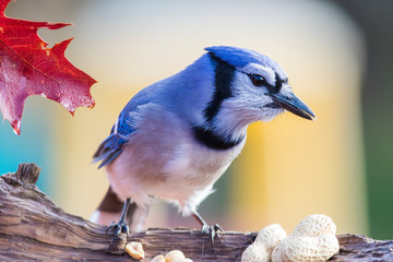 Blue jay in fall
