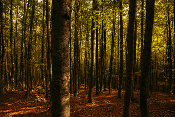 A forest in Abruzzo, Italy
