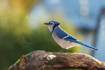 Blue jay in fall