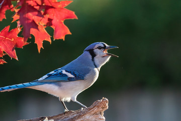 Blue jay in fall