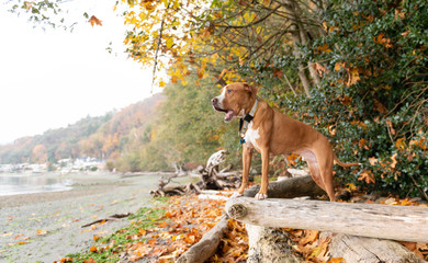 Fawn and White Short Haired Mixed Breed Dog on Beach