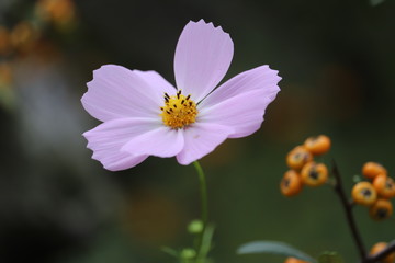 コスモス