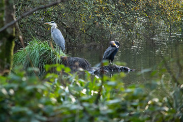Heron and cormorant standing together