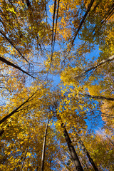 Fagus grandifolia, the American beech or North American beech, forest in autumn, wide angle shot