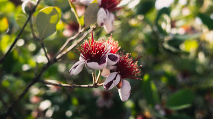red flower blossom