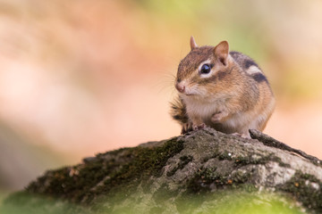 Obraz premium Cute eastern chipmunk in autumn