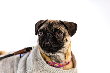 Portraits of a female pedigree pug  dog.