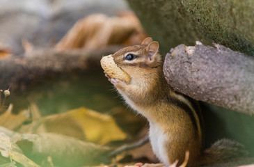 Cute eastern chipmunk in autumn