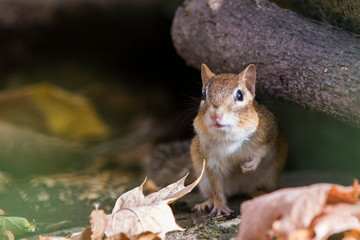 Cute eastern chipmunk in autumn