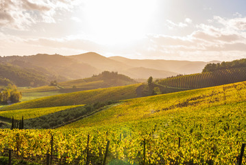 View of Chianti vineyards in autumn