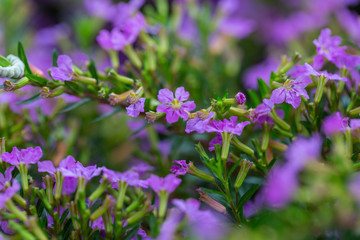 Obraz premium Blooming purple flower with dewdrops and green leaves，Cuphea hookeriana Walp.