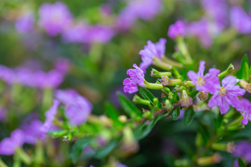 Obraz premium Blooming purple flower with dewdrops and green leaves，Cuphea hookeriana Walp.