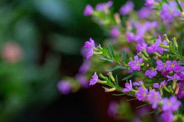 Blooming purple flower with dewdrops and green leaves，Cuphea hookeriana Walp.