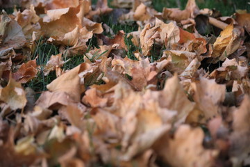 autumn leaves on ground