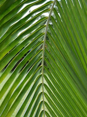 Branche de palmier ou cocotier