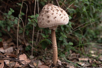 Mushroom IN THE MOUNTAIN of Montseny