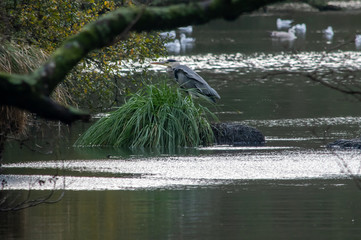 Heron standing on an island on a lake