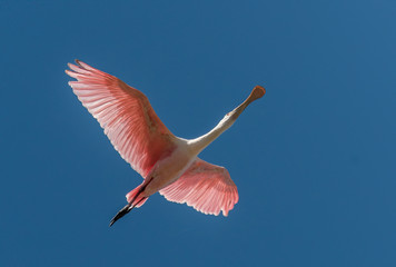 Fototapeta premium pink spatula