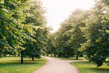 Empty pathway with big green tree
