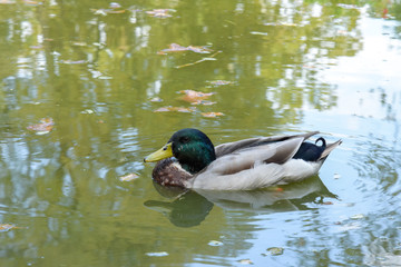 Duck swimming in a fountain