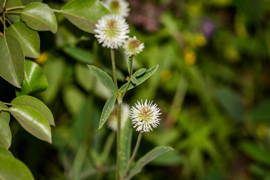 White flowers and green leaves of a mountain clover plant (Trifolium montanum)