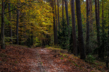Jesienny las