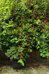 Frutos