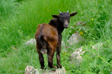 Indonesia Alor - cute billy goat