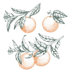 Oranges on a branch set. Isolated vector illustration of citrus tree with leaves and blossoms.