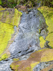 Water Algae vert