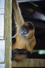 Spider monkey in the Costa Rican forest  found inside an abandoned hut