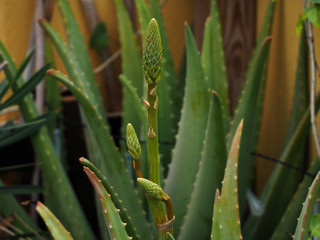 aloe vera flowers