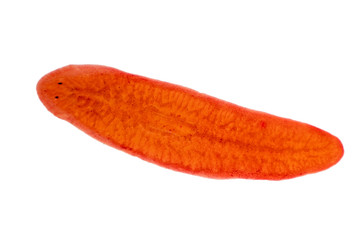 Planaria flatworm under microscope view.