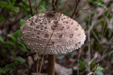 Mushrooms in the Montseny