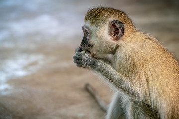 small monkey eating