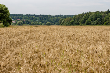 Endless golden agricultural field sown with rye