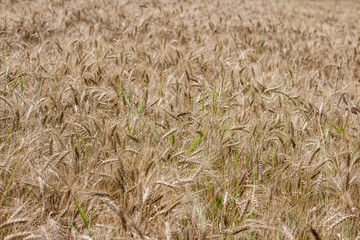 View of a golden agricultural field sown with rye