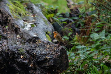 Robin standing on a log in woodland in autumn