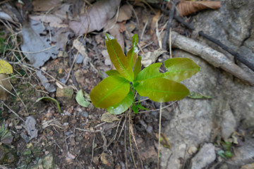 Sapling of a large tree in the forest