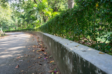 Backgrounds Tree line on road
