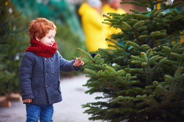 happy curious little boy touching the needles on spruce at the christmas tree market for winter...