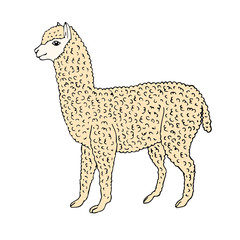 Vector hand drawn sketch colored alpaca isolated on white background