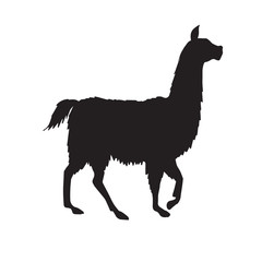 Vector black llama silhouette isolated on white background © Sweta