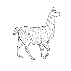 Vector hand drawn sketch doodle llama isolated on white background