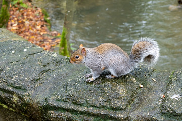 Grey Squirrel standing on a stone wall waiting for food