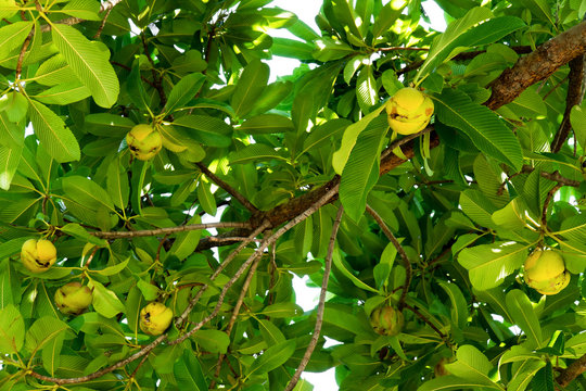 Elephant apple fruit on tree with leaves background. Dillenia Indica fruit or Evergreen tree fruit with green leaves and branches. (DILLENIACEAE)